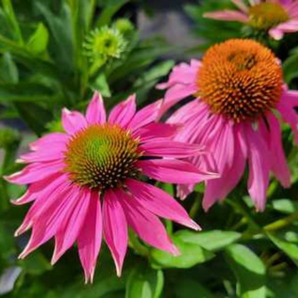 Kim's Knee High&trade; Coneflower