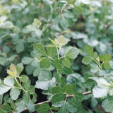 Fragrant Sumac