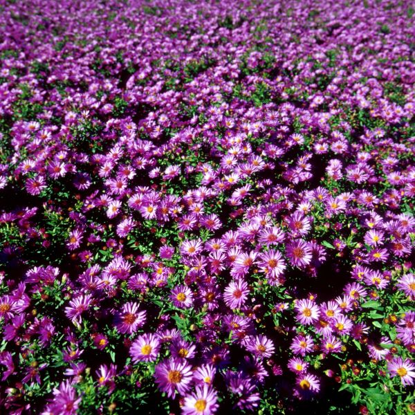 Woods Purple Aster