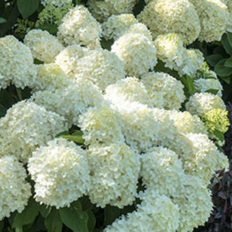 White Wedding&reg; Panicle Hydrangea