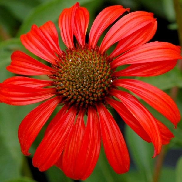 PRAIRIE STARS&trade; Tomato Soup Coneflower