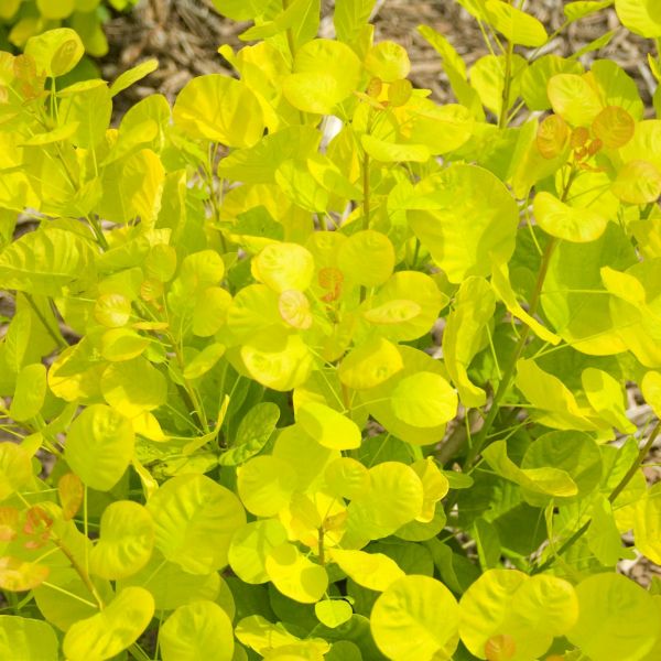 Golden Spirit Smokebush