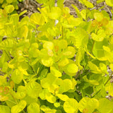 Golden Spirit Smokebush