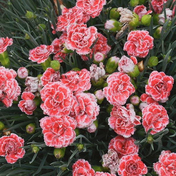 Scent First&reg; Coral Reef Dianthus