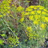 Dill Plant