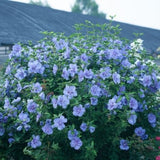 Blue Chiffon&reg; Rose of Sharon Tree Form