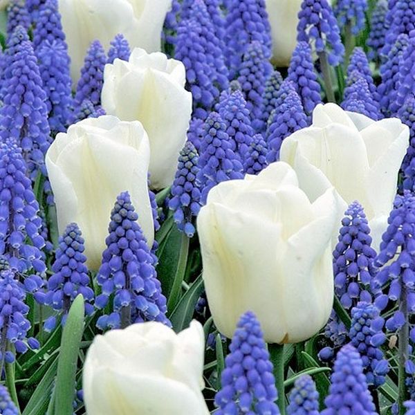 Border Buddies Tulip/Muscari Blend