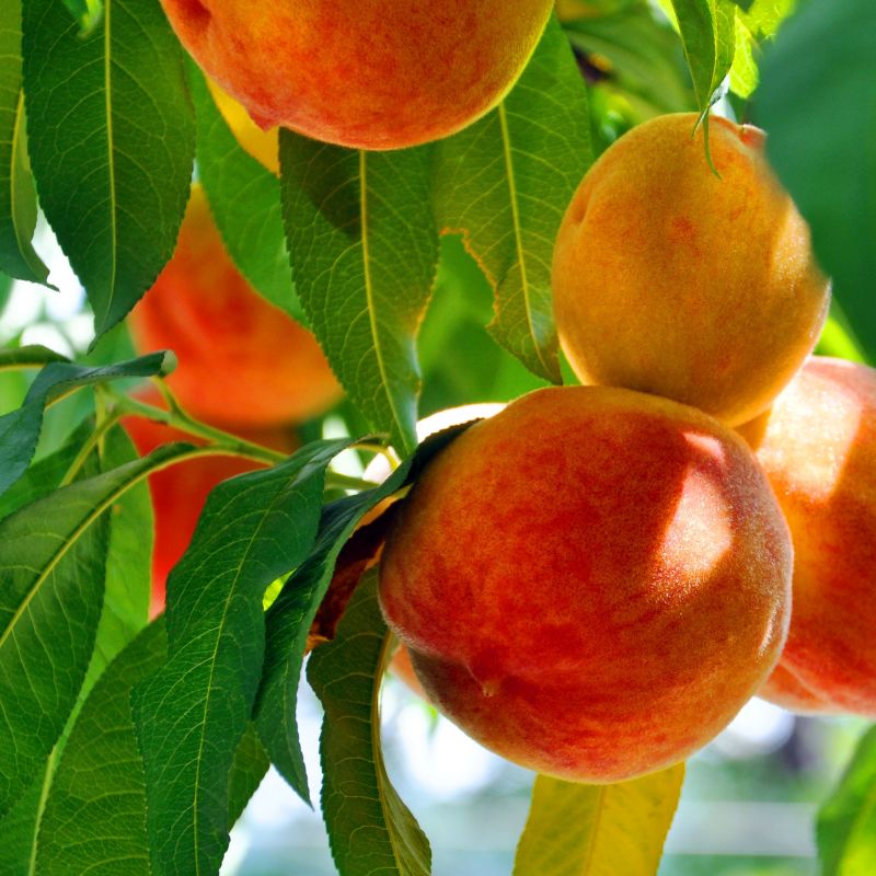 O'Henry Peach Tree