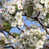 Cleveland Flowering Pear