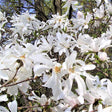 Royal Star Magnolia Shrub