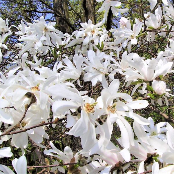 Royal Star Magnolia Shrub