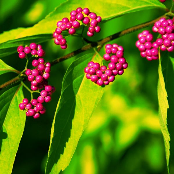 Issai Purple Beautyberry