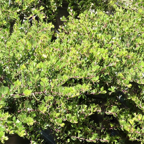 Emerald Carpet Manzanita