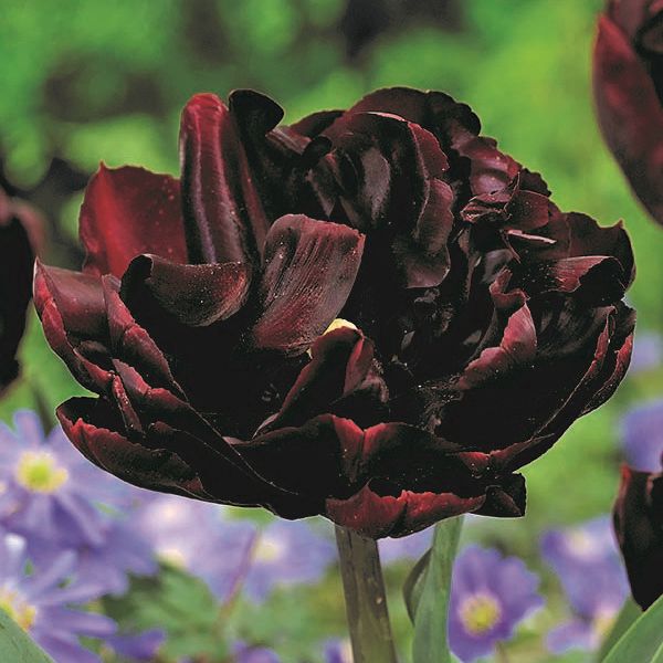 Palmyra Tulip