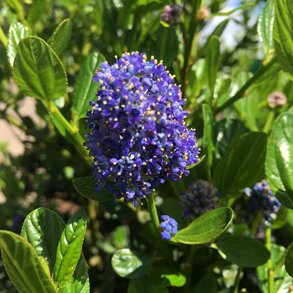 Victoria California Lilac