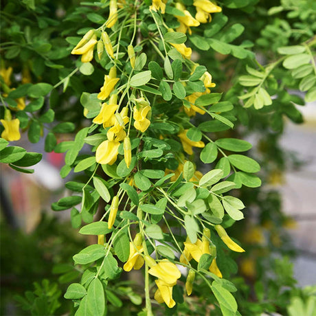 Weeping Siberian Pea Shrub Tree Form