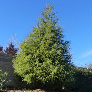 Detail view of Deodar Cedar Tree (Cedrus deodara) showing plant structure and foliage.