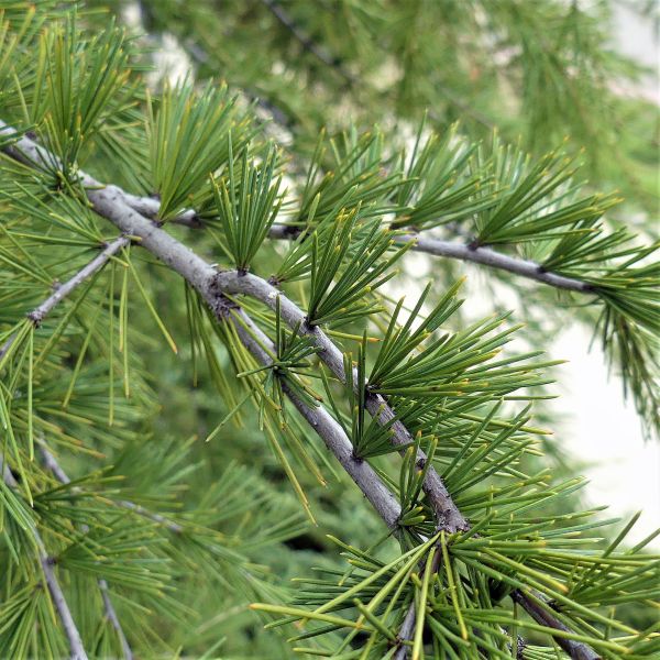 Evergreen foliage of Deodar Cedar Tree (Cedrus deodara) in a garden setting.