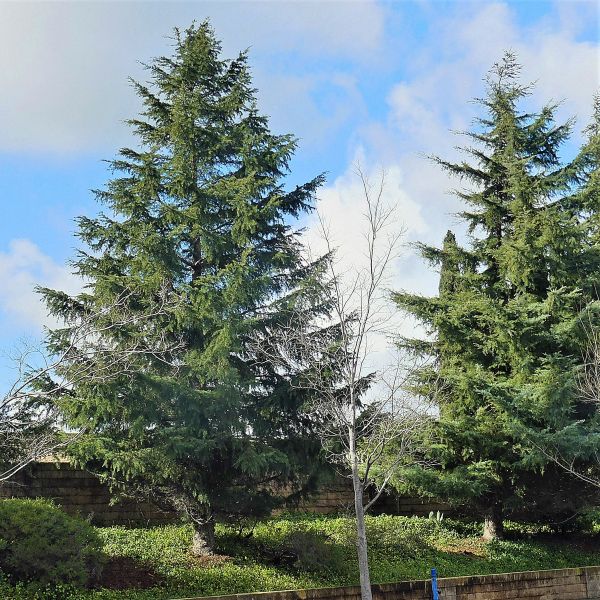 Deodar Cedar Tree (Cedrus deodara), a tree featuring evergreen and conical, pyramidal form.