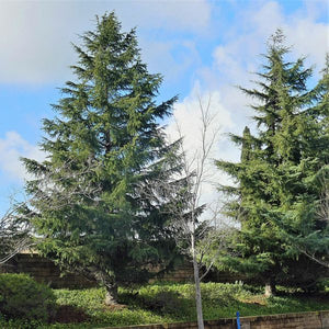 Deodar Cedar Tree (Cedrus deodara), a tree featuring evergreen and conical, pyramidal form.