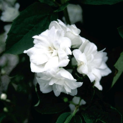 Miniature Snowflake Mock Orange