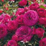 Celestial Night&trade; Floribunda Rose Tree