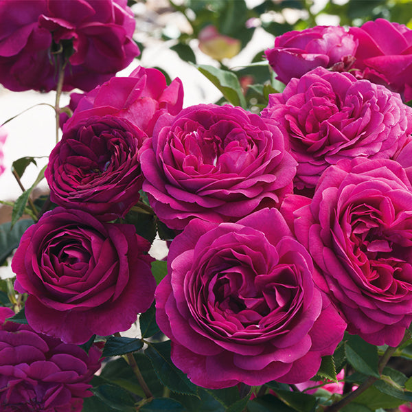 Celestial Night™ Floribunda Rose Tree
