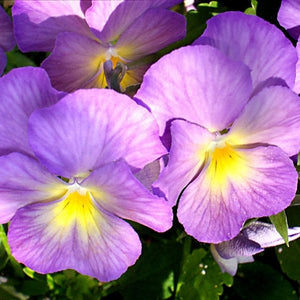 CELESTIAL&trade; Starry Night Viola - Nature Hills Nursery - #1 Container 2 Pack - 