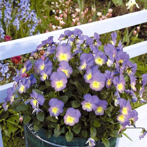 CELESTIAL&trade; Starry Night Viola - Nature Hills Nursery - #1 Container 2 Pack - 