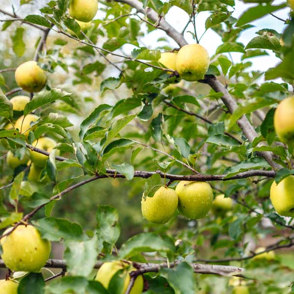 Crunch-A-Bunch Apple Tree