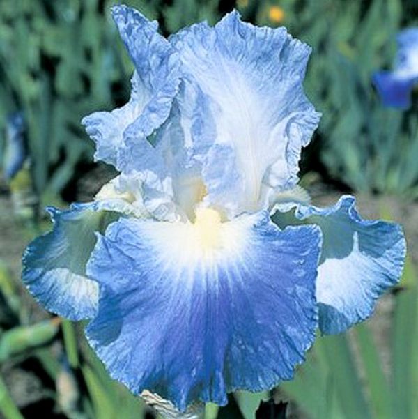 Clarence Tall Bearded Iris