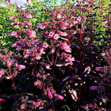 DAKOTA&trade; Burgundy Penstemon