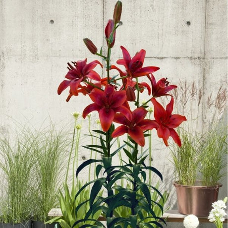 Red Asiatic Lily