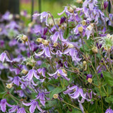 Proven Winners&reg; Stand by Me Lavender Bush Clematis