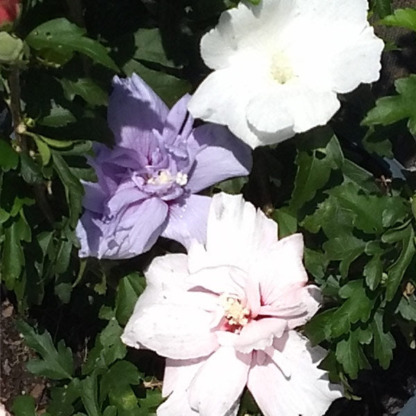 Summer Soirée Rose of Sharon Shrub