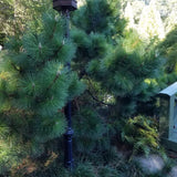 Japanese Black Pine