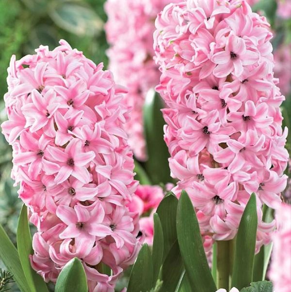 Pink Frosting Hyacinth