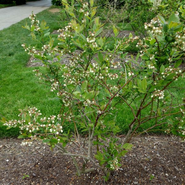 Patriot Blueberry Bush