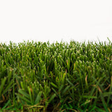 Greenspan Fescue Grass Plugs