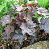 Blackout Coral Bells