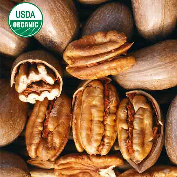 USDA Organic 'Stuart' Pecan Tree