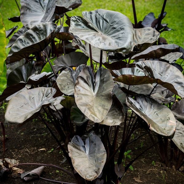 Kona Coffee Elephant Ear