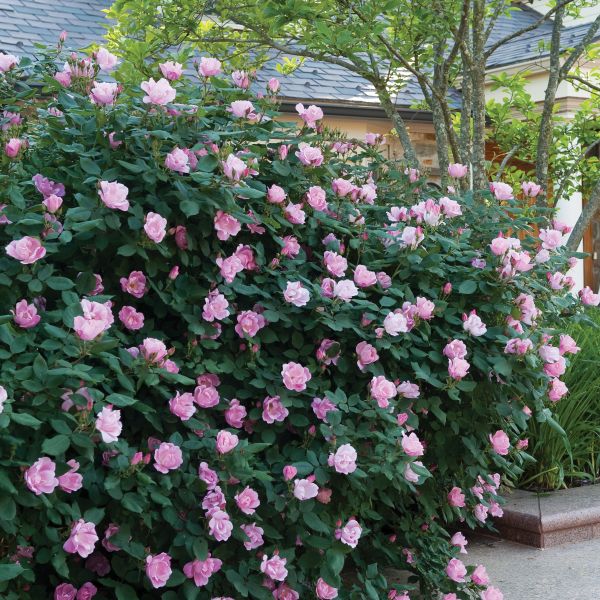 Blushing Knock Out&reg; Rose