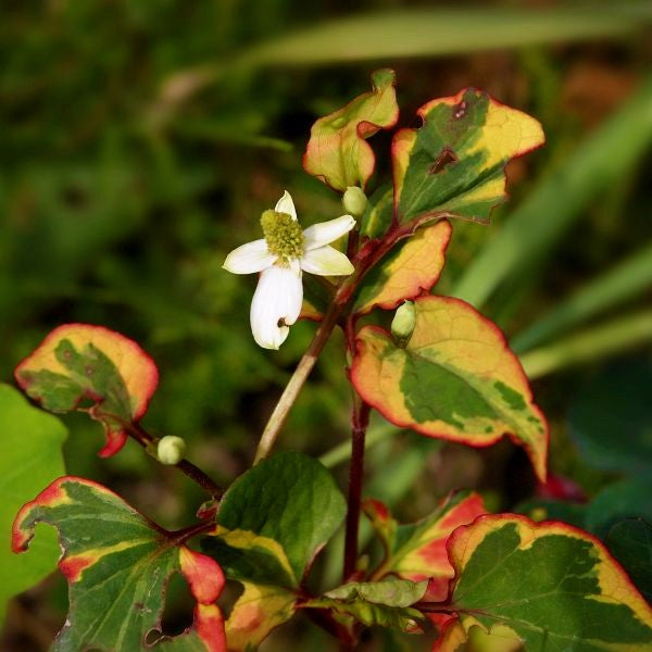 Chameleon Plant