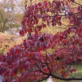 Red Flowering Dogwood