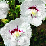 First Editions&reg; Bali&trade; Hibiscus Tree Form