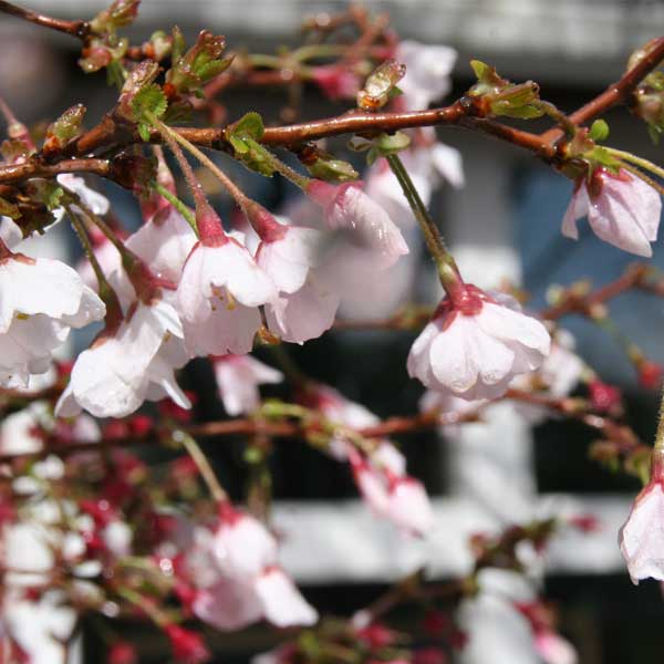 Little Twist&reg; Fuji Cherry Tree