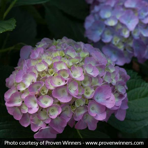 Cityline&reg; Berlin Bigleaf Hydrangea