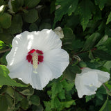 Red Heart Rose of Sharon Shrub