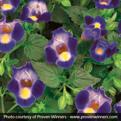 Catalina&reg; Midnight Blue Wishbone Flower